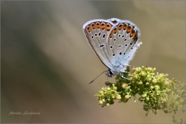 <p>MODRÁSEK PODOBNÝ (Plebejus argyrognomon) Mladá Boleslav - Radouč ---- /Reverdin's blue b utterfly - Kronwicken-Bläuling/</p>